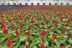 گزارش امکان‌ سنجی فنی اقتصادی پرورش گل و گیاهان زینتی به روش هیدروپونیک